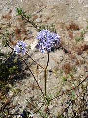 gilia capitata